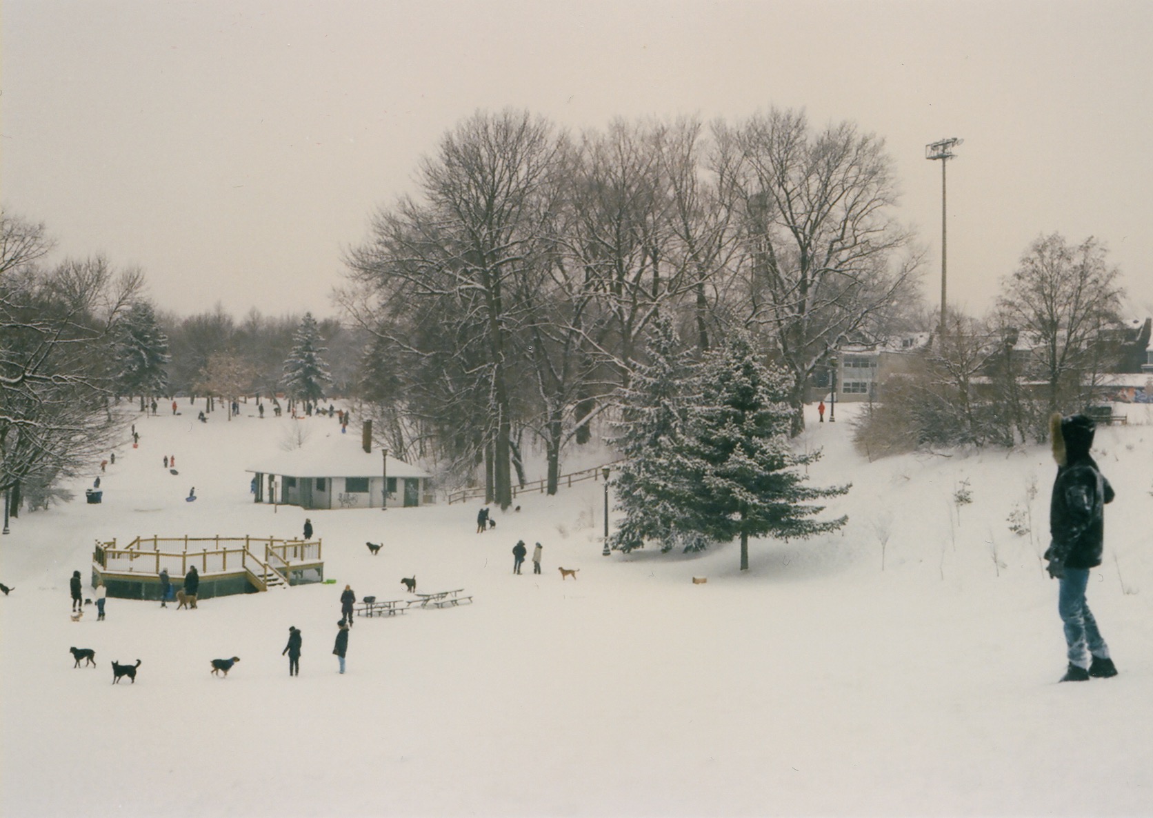 dogs and people play in the snow at trinity bellwoods park, toronto