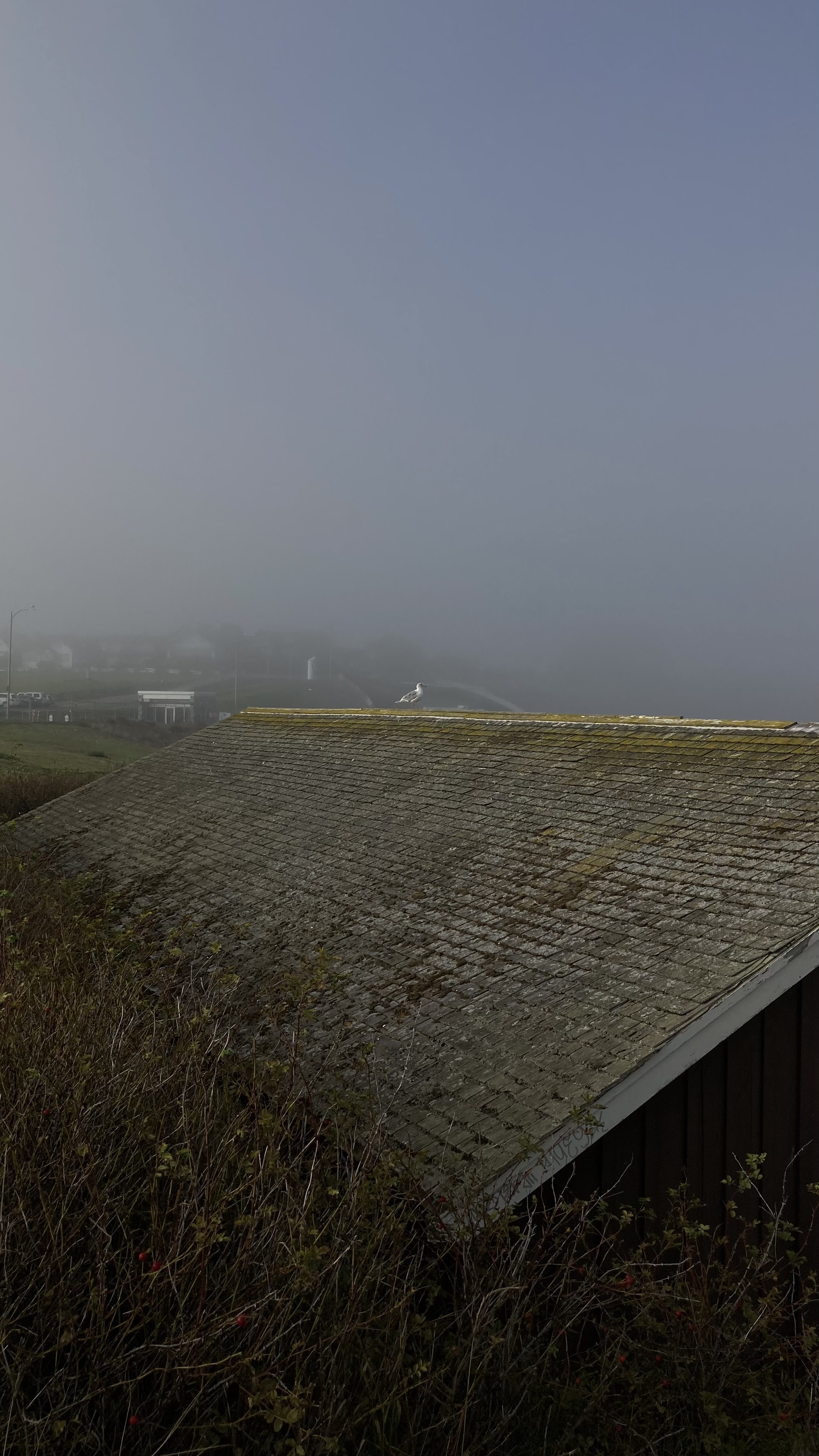 a seagull sits on a roof, victoria, british columbia