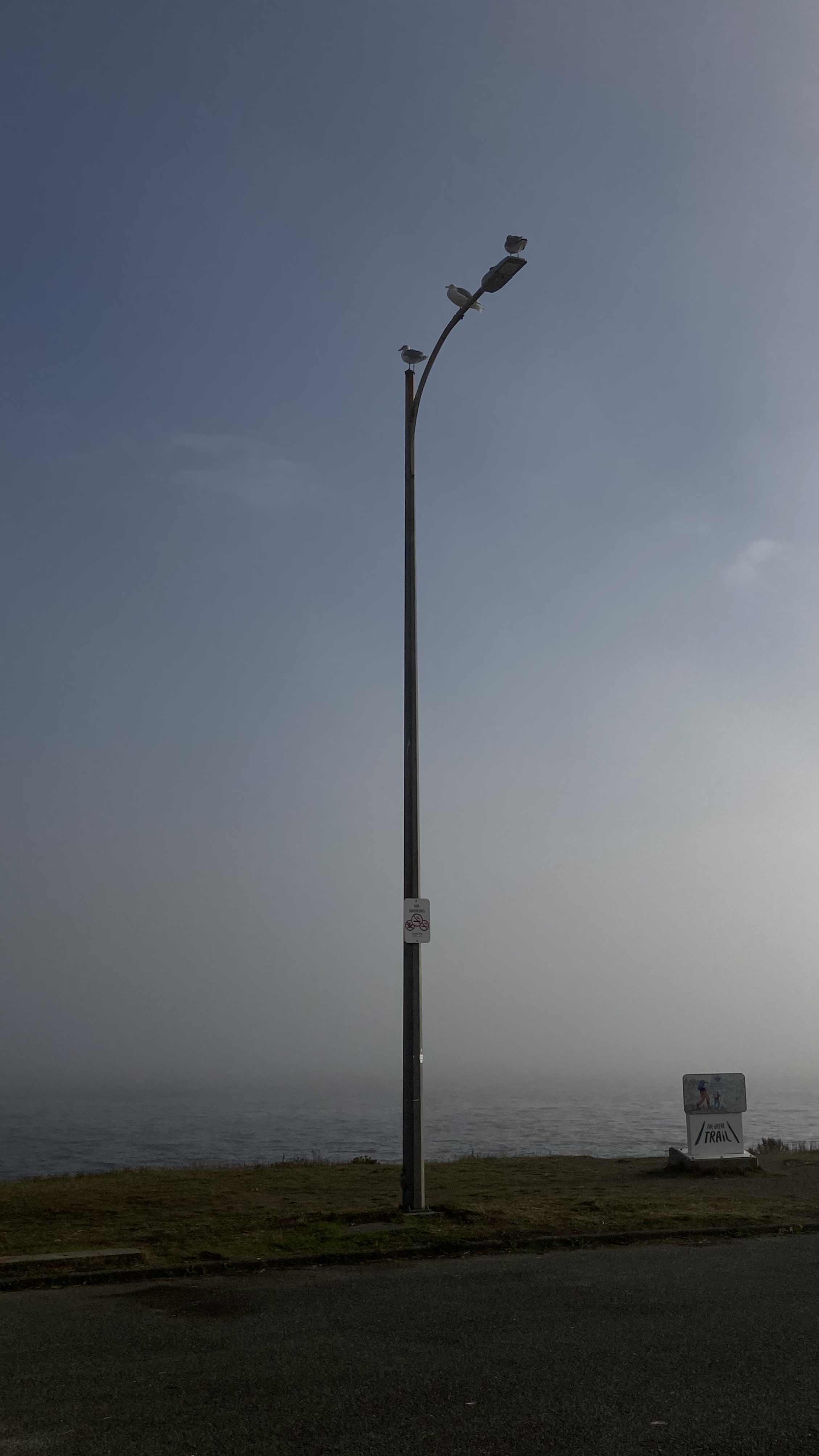 3 seagulls sit on a lamppost by the water, victoria, british columbia