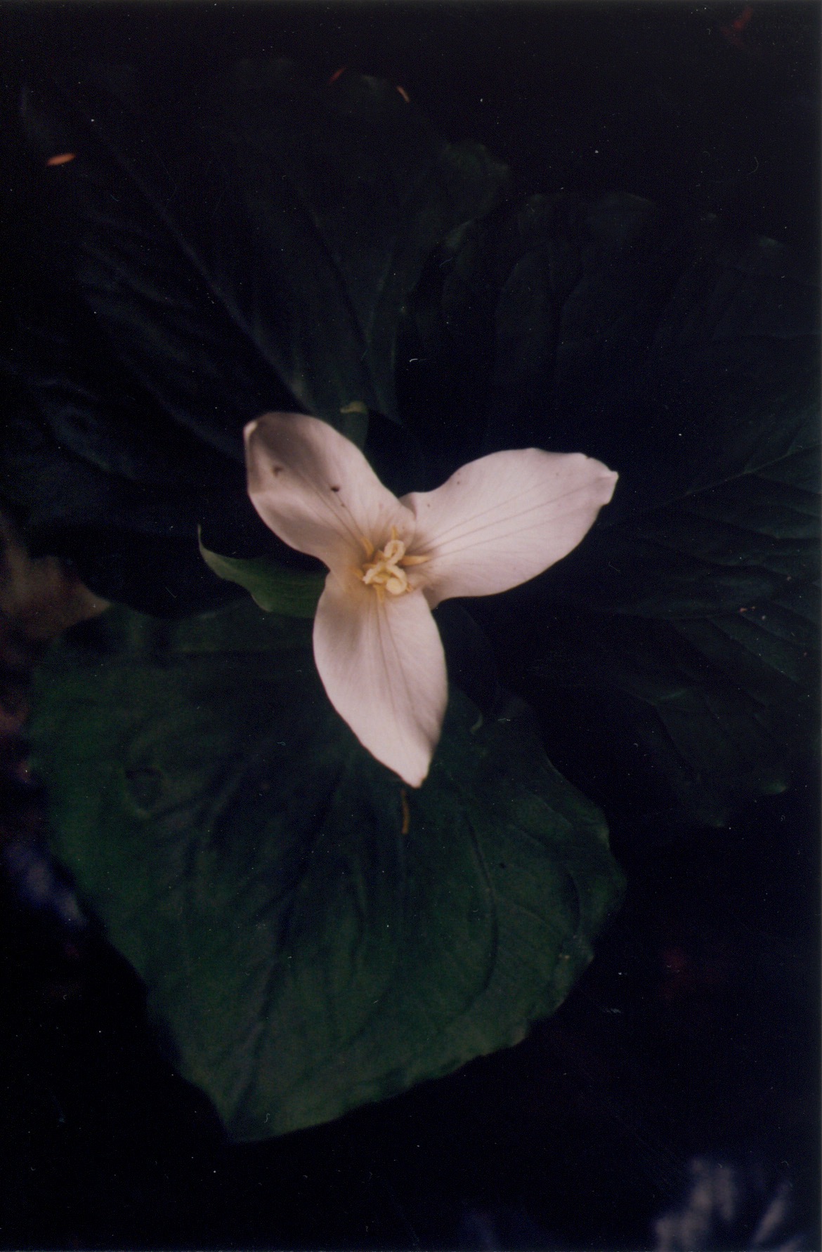 a close-up of a trillium flower